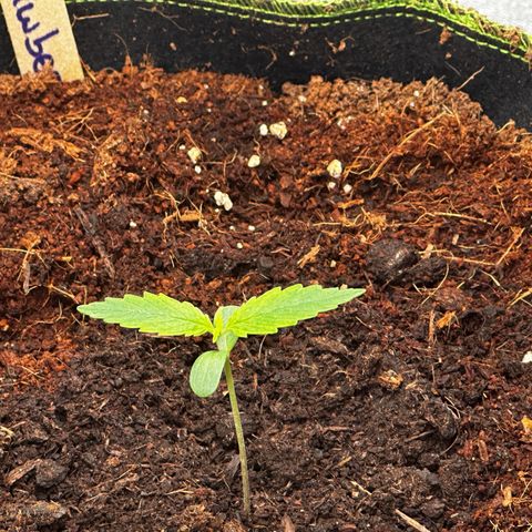 Strawberry Cough growlog timeline photo