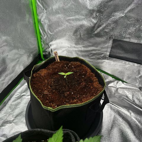 Strawberry Cough growlog timeline photo