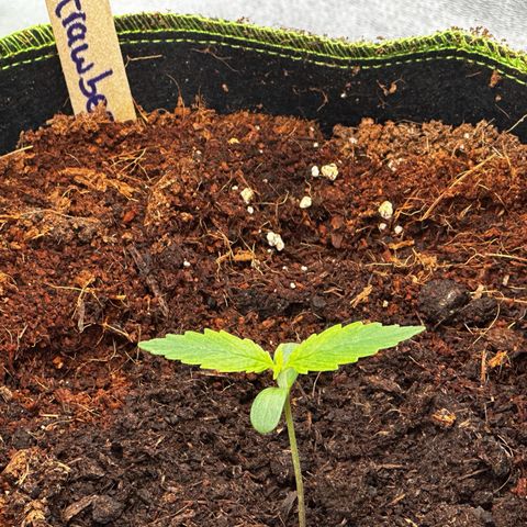 Strawberry Cough growlog timeline photo