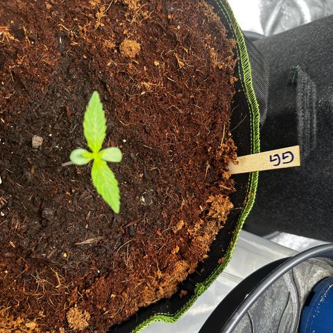 GG#4 Auto growlog timeline photo
