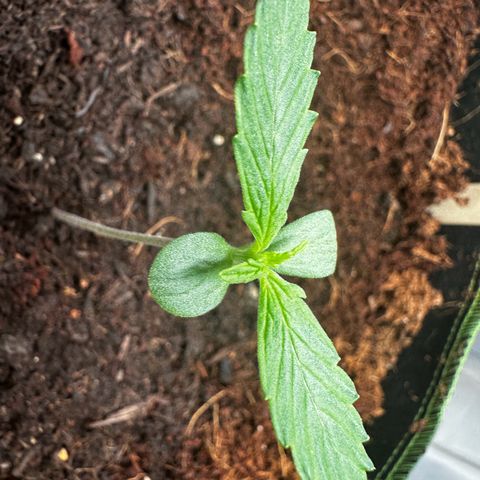 GG#4 Auto growlog timeline photo