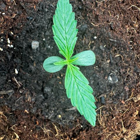 GG#4 Auto growlog timeline photo