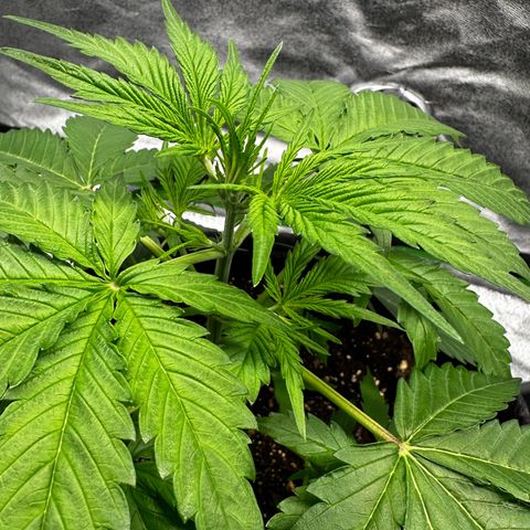 Runtz Auto growlog photo: Its flowering