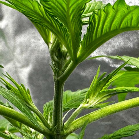 Runtz Auto growlog photo: Its flowering