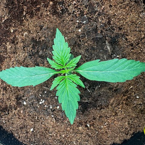 GG#4 Auto growlog timeline photo