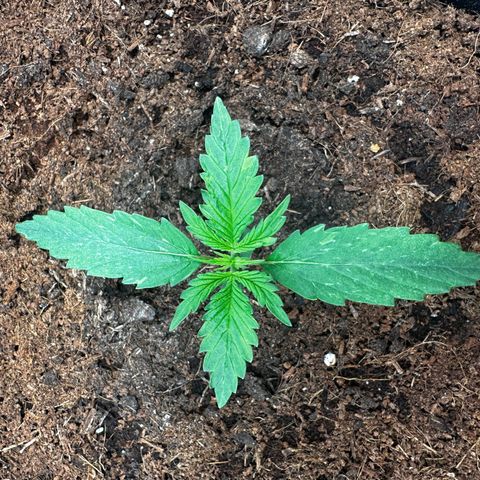 Strawberry Cough growlog timeline photo