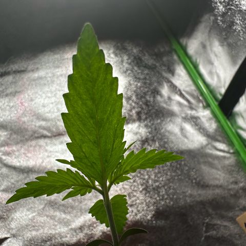 Strawberry Cough growlog timeline photo