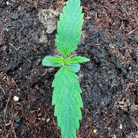 Strawberry Cough growlog timeline photo