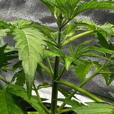 Runtz Auto growlog photo: Its flowering