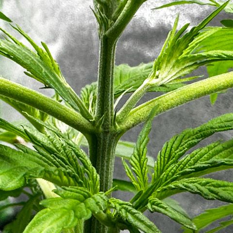 Runtz Auto growlog photo: Its flowering