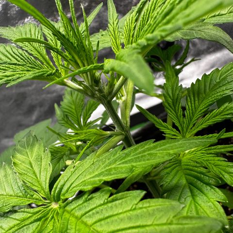 Runtz Auto growlog photo: Its flowering