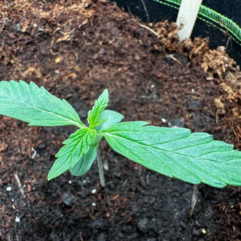 GG#4 Auto growlog timeline photo