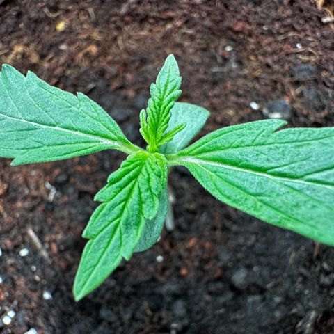 GG#4 Auto growlog timeline photo