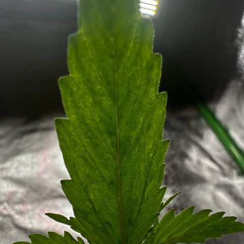 Strawberry Cough growlog timeline photo