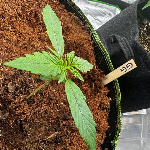 GG#4 Auto growlog timeline photo