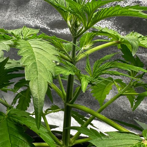 Runtz Auto growlog photo: Its flowering