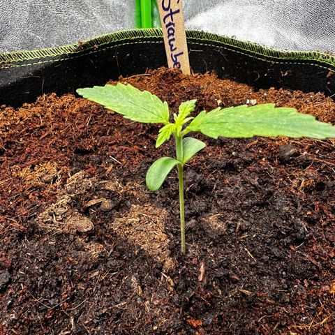 Strawberry Cough growlog timeline photo