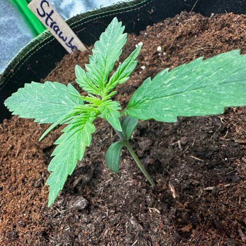 Strawberry Cough growlog timeline photo