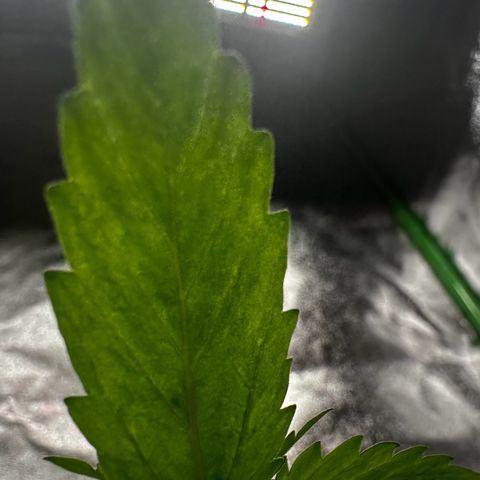 Strawberry Cough growlog timeline photo