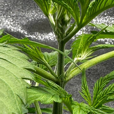 Runtz Auto growlog photo: Its flowering