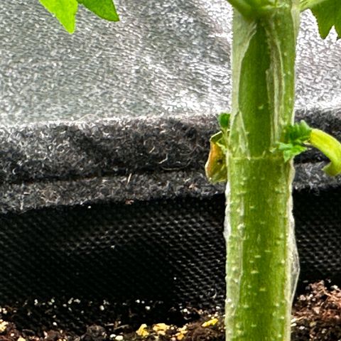 Runtz Auto growlog photo: Its flowering
