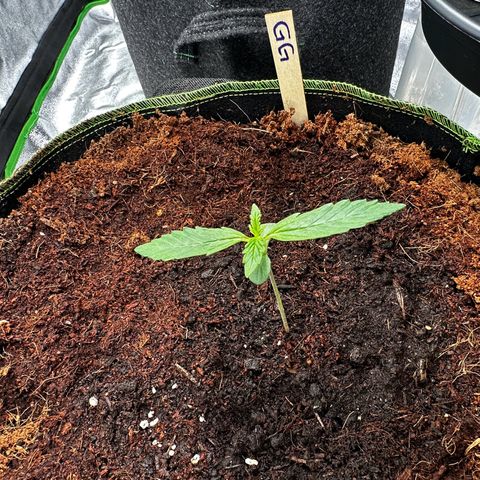 GG#4 Auto growlog timeline photo