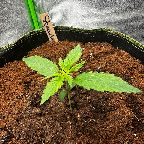 Strawberry Cough growlog timeline photo