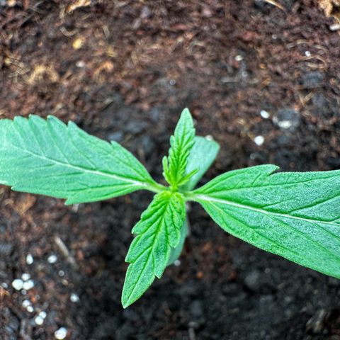 GG#4 Auto growlog timeline photo