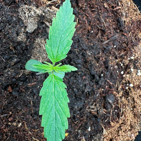 Strawberry Cough growlog timeline photo