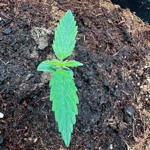Strawberry Cough growlog timeline photo
