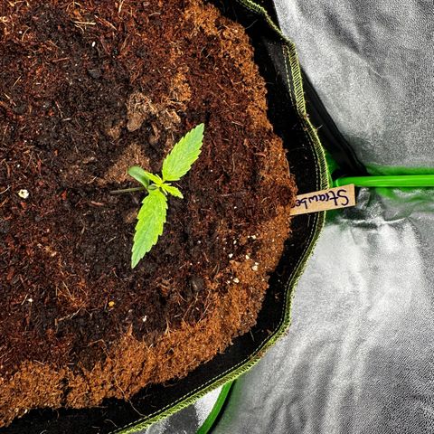 Strawberry Cough growlog timeline photo