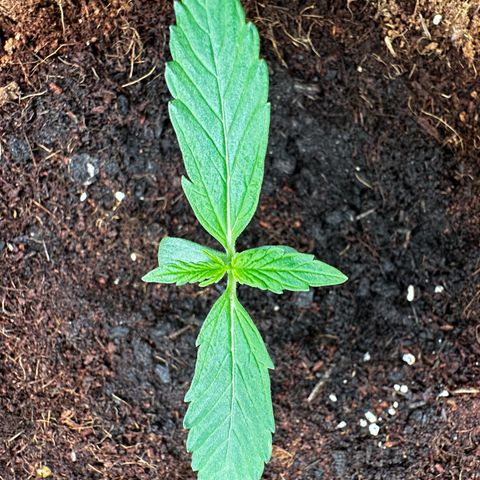GG#4 Auto growlog timeline photo