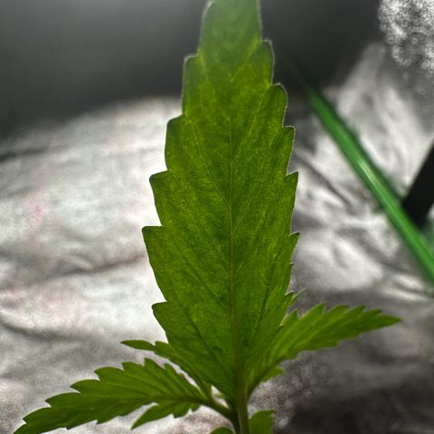 Strawberry Cough growlog timeline photo