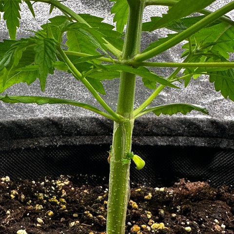 Runtz Auto growlog photo: Its flowering