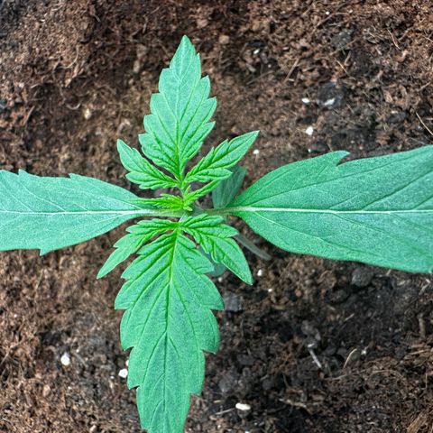 GG#4 Auto growlog timeline photo