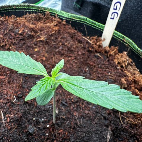 GG#4 Auto growlog timeline photo