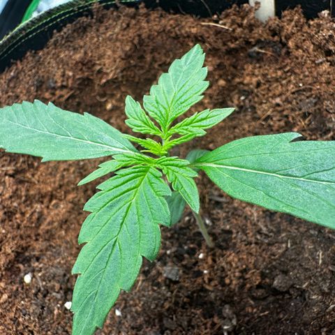 GG#4 Auto growlog timeline photo