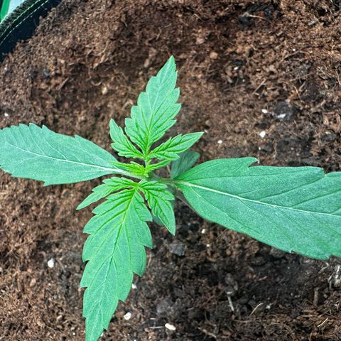 GG#4 Auto growlog timeline photo