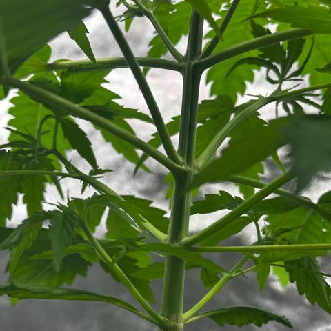 Runtz Auto growlog photo: Its flowering