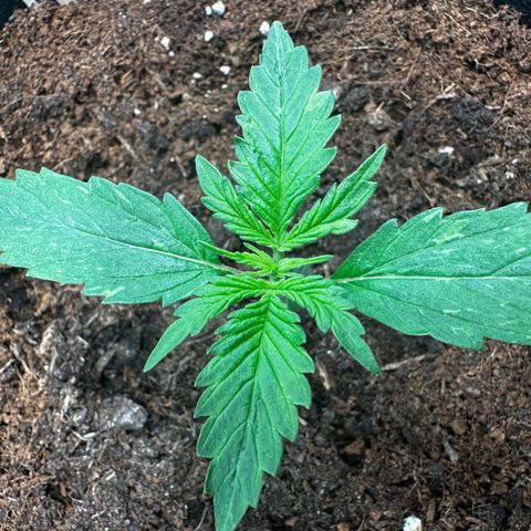 Strawberry Cough growlog timeline photo