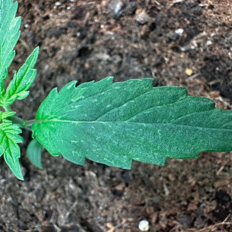 Strawberry Cough growlog timeline photo