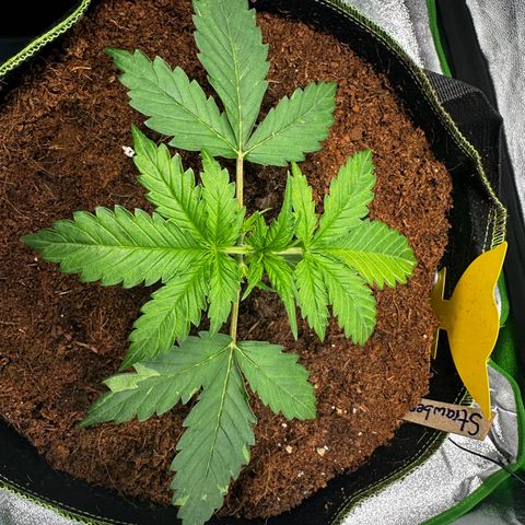 Strawberry Cough growlog photo: Leaves show Genetic defects in Colors