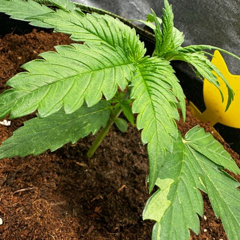 Strawberry Cough growlog photo: Leaves show Genetic defects in Colors