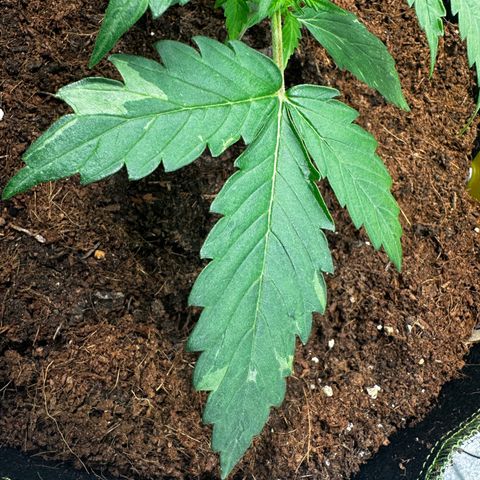 Strawberry Cough growlog photo: Leaves show Genetic defects in Colors