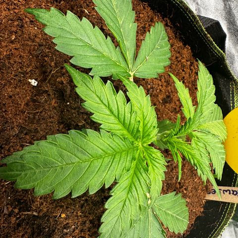 Strawberry Cough growlog photo: Leaves show Genetic defects in Colors