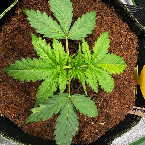 Strawberry Cough growlog photo: Leaves show Genetic defects in Colors