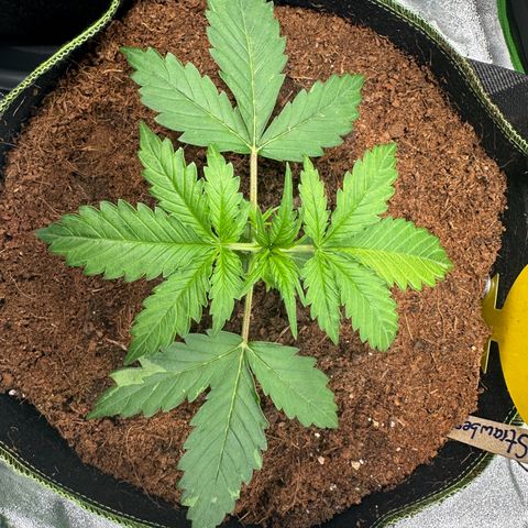 Strawberry Cough growlog photo: Leaves show Genetic defects in Colors