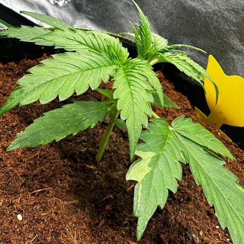 Strawberry Cough growlog photo: Leaves show Genetic defects in Colors