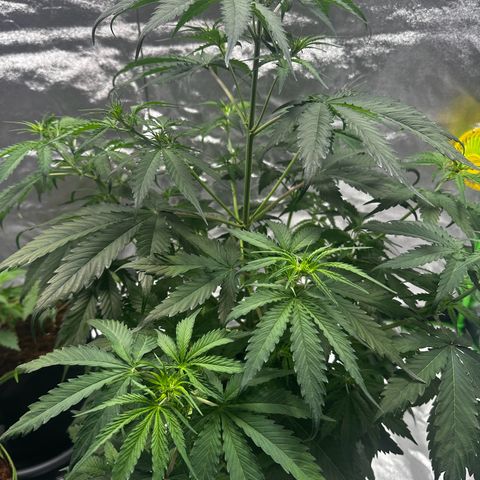 Runtz Auto growlog timeline photo