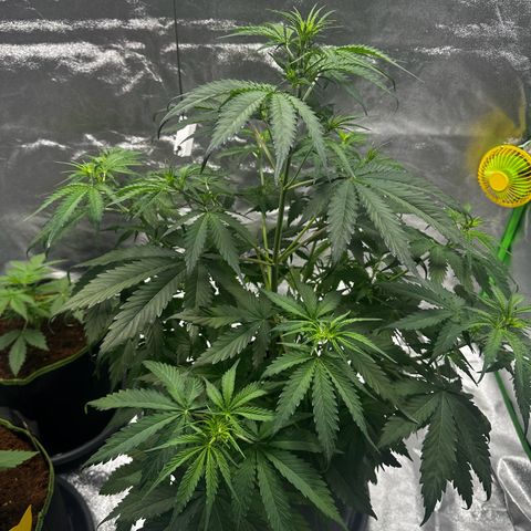 Runtz Auto growlog timeline photo